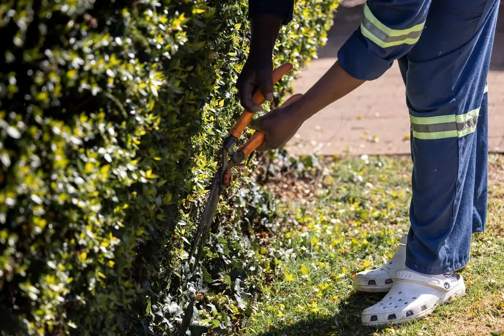 Trimming a hedge