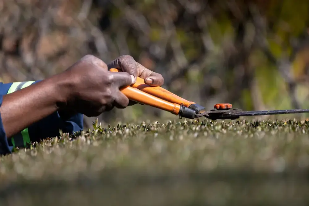 Trimming a hedge with shears