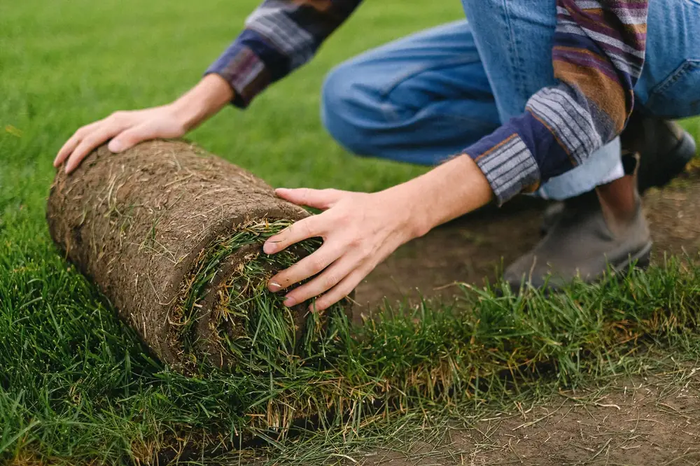 Laying a roll of new sod