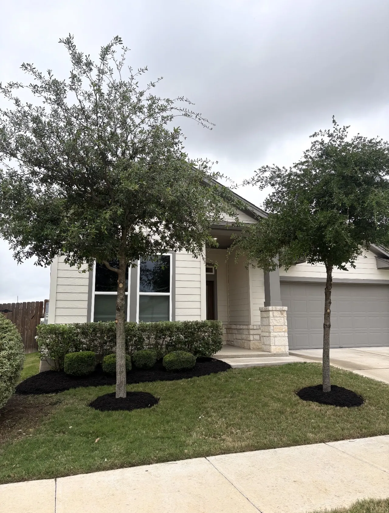 Two oaks with mulch rings and trimmed hedges